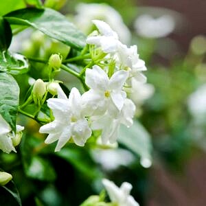 Parfum JASMIN 30 ml