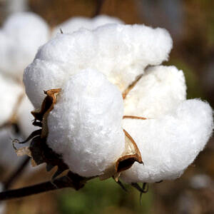 parfum fluffy cotton 30 ml