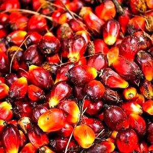 Beurre huile de Palm 500 gr