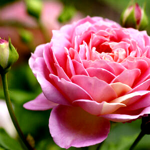 Huile essentiel de bois de rose 10 ml