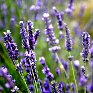 Parfum Lavande 30 ml