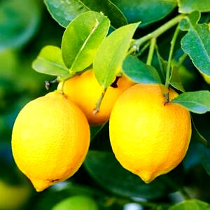 parfum lemon 30 ml