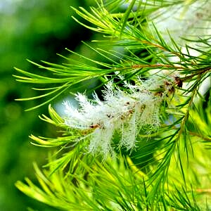 Huile essentiel Tea tree 10 ml